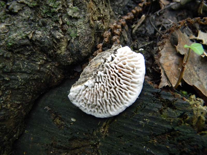 2) Il seguito del 19.10.2010.